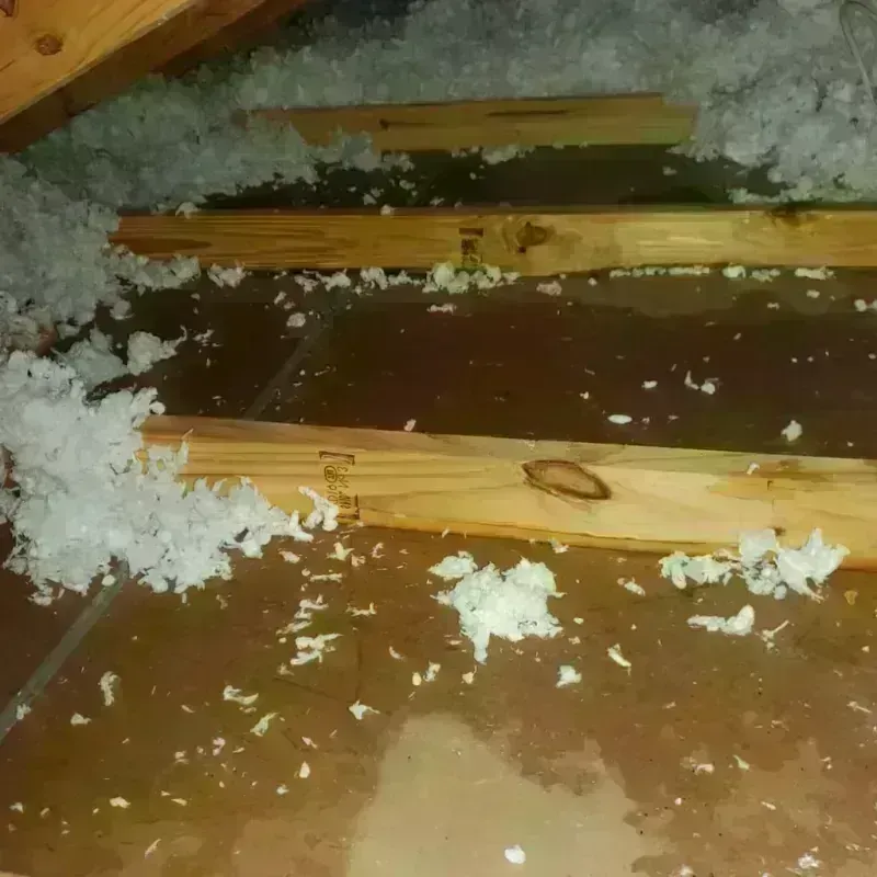 Attic Water Damage in Goodwater, AL