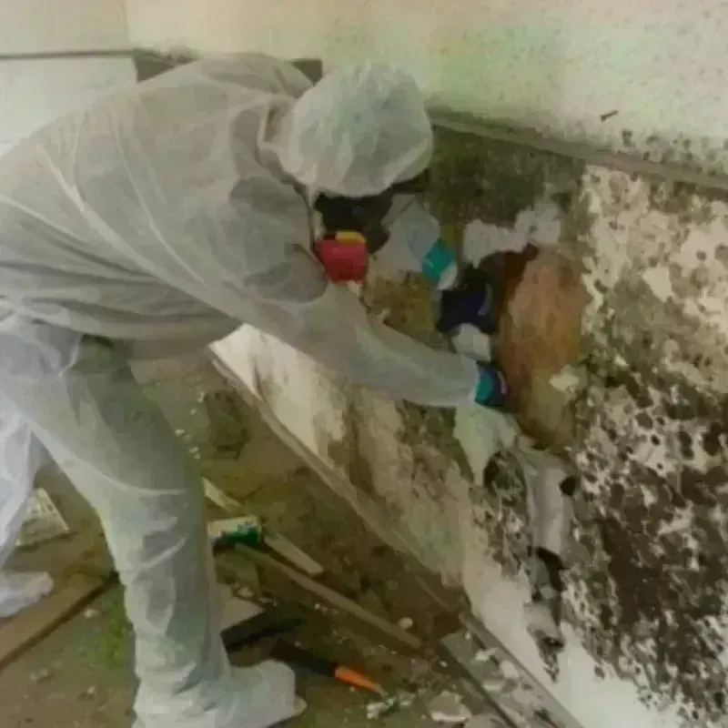 Mold Remediation and Removal in Goodwater, AL